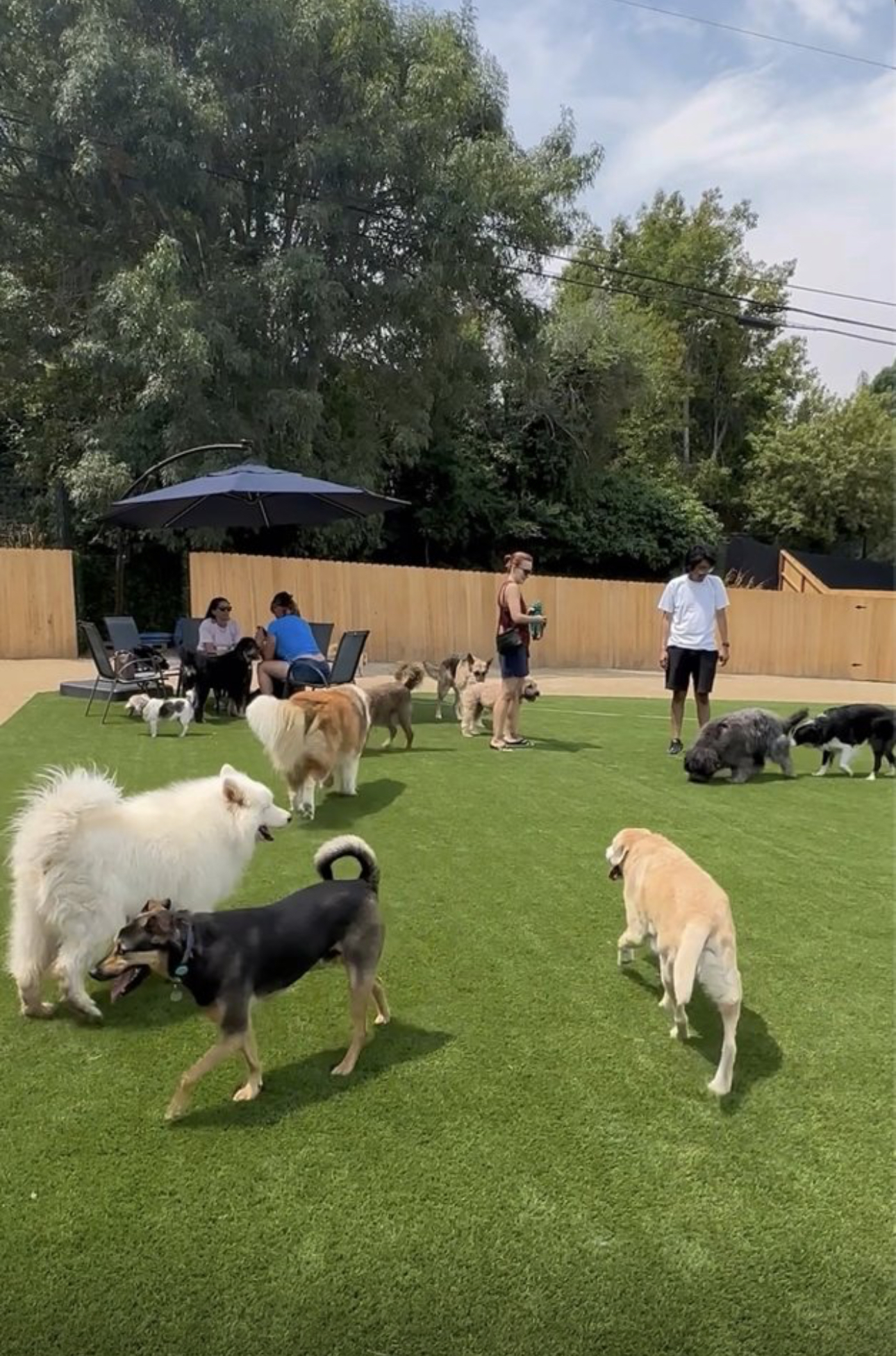 St. Barks - Private Canine Social Club | Studio City, Los Angeles